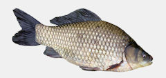 Karas5.jpg